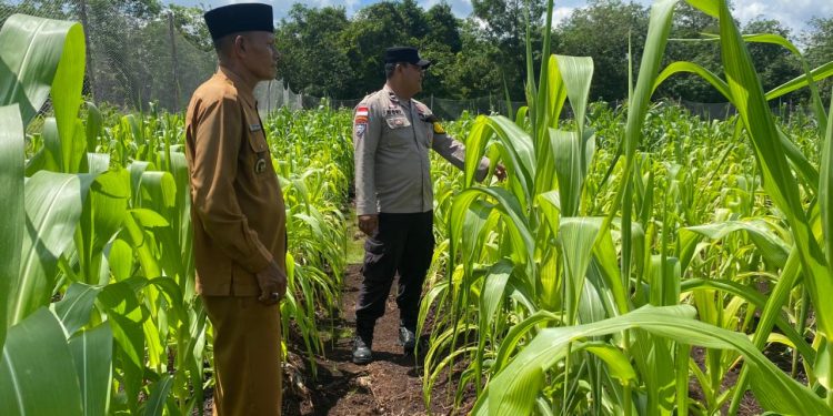 Bhabinkamtibmas Bengkalis Pantau Lahan Jagung untuk Dukung Ketahanan Pangan