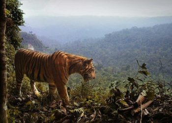 Kematian Satwa Dilindungi di Bentang Seblat, Bengkulu, Memicu Tindakan Tegas