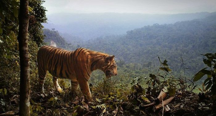 Kematian Satwa Dilindungi di Bentang Seblat, Bengkulu, Memicu Tindakan Tegas
