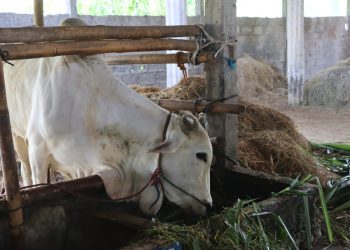 UGM Berupaya Melestarikan Plasma Nutfah Sapi Jawa