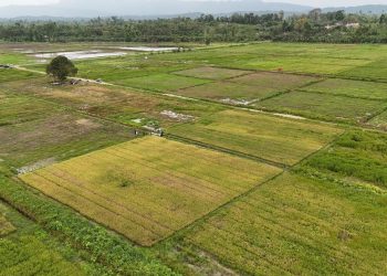 Masyarakat Papua Dukung Program Cetak Sawah Tanpa Perampasan Lahan