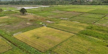 Masyarakat Papua Dukung Program Cetak Sawah Tanpa Perampasan Lahan