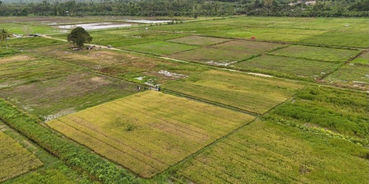 Masyarakat Papua Dukung Program Cetak Sawah Tanpa Perampasan Lahan