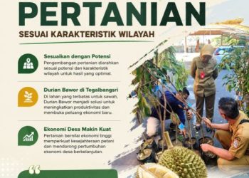 Durian Bawor Menjadi Unggulan Baru Pertanian di Ranuyoso
