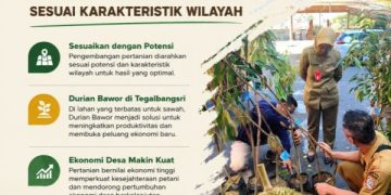 Durian Bawor Menjadi Unggulan Baru Pertanian di Ranuyoso