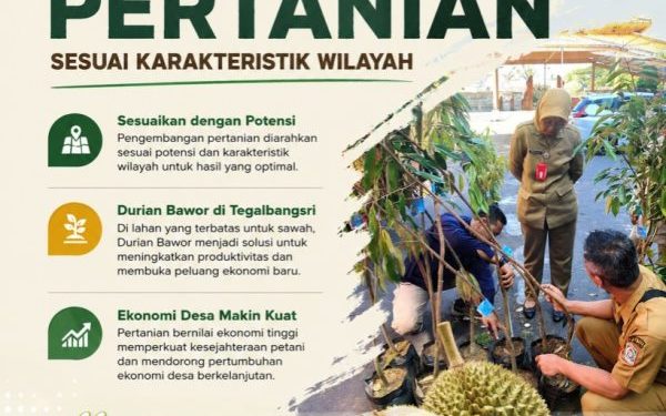 Durian Bawor Menjadi Unggulan Baru Pertanian di Ranuyoso