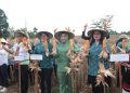 Panen Raya Jagung di Bengkayang Dorong Peningkatan Ekonomi Keluarga