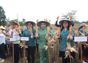 Panen Raya Jagung di Bengkayang Dorong Peningkatan Ekonomi Keluarga