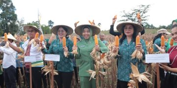 Panen Raya Jagung di Bengkayang Dorong Peningkatan Ekonomi Keluarga