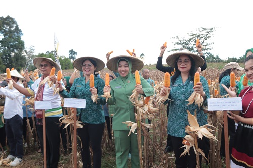 Panen Raya Jagung di Bengkayang Dorong Peningkatan Ekonomi Keluarga