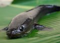 Manfaat Ikan Gabus dengan Kandungan Albumin Tinggi