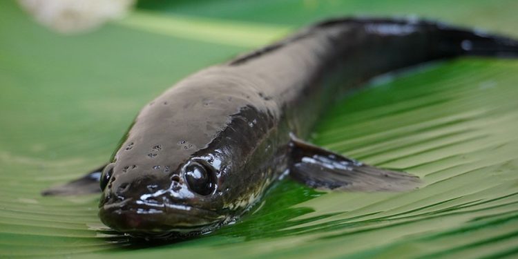 Manfaat Ikan Gabus dengan Kandungan Albumin Tinggi