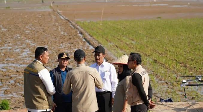 Pemerintah Dorong Pemulihan Lahan Pertanian Pascabencana di Sumatera