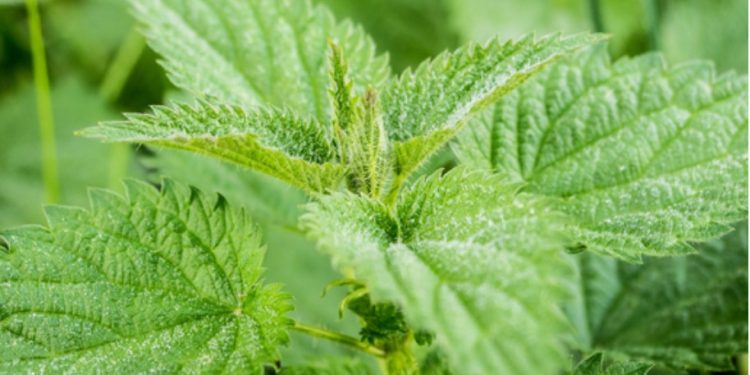 Mahasiswa UGM Kembangkan Inovasi Daun Kirinyuh untuk Atasi Mikroplastik pada Unggas
