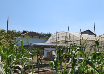 Peneliti UGM Terapkan Teknologi Agrovoltaic untuk Smart Farming di Sleman