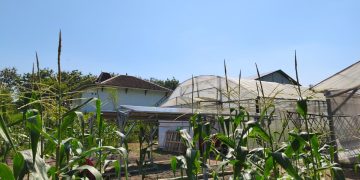 Peneliti UGM Terapkan Teknologi Agrovoltaic untuk Smart Farming di Sleman