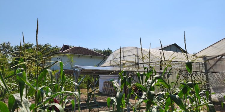 Peneliti UGM Terapkan Teknologi Agrovoltaic untuk Smart Farming di Sleman