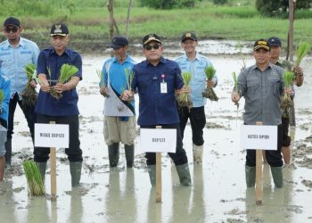 Bupati Hulu Sungai Utara Tanam Padi Bersama Petani untuk Ketahanan Pangan