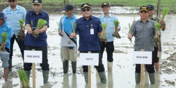 Bupati Hulu Sungai Utara Tanam Padi Bersama Petani untuk Ketahanan Pangan