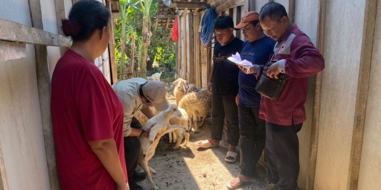 Program Domba Kesejahteraan di Bojonegoro Tingkatkan Ekonomi Warga