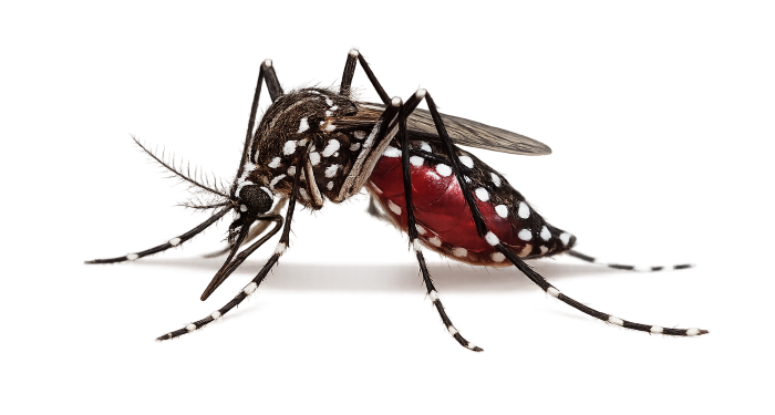 Edukasi Masyarakat Kunci Capai Nol Kematian Dengue pada 2030