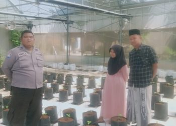 Polsek Batang-Batang Pantau Budidaya Melon untuk Ketahanan Pangan