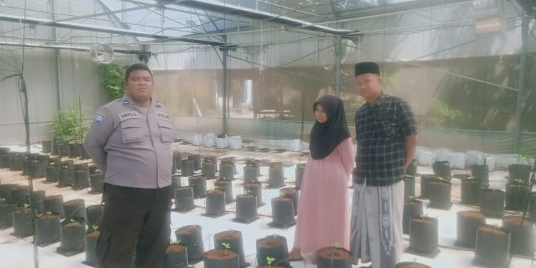 Polsek Batang-Batang Pantau Budidaya Melon untuk Ketahanan Pangan