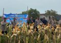 Polres Karawang dan Muspika Klari Dukung Swasembada Pangan dengan Tanam Jagung Hibrida