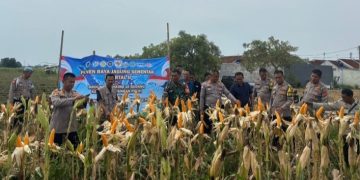 Polres Karawang dan Muspika Klari Dukung Swasembada Pangan dengan Tanam Jagung Hibrida