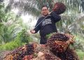 Harga TBS Kelapa Sawit di Riau Naik pada Pekan Ketiga Juni 2026