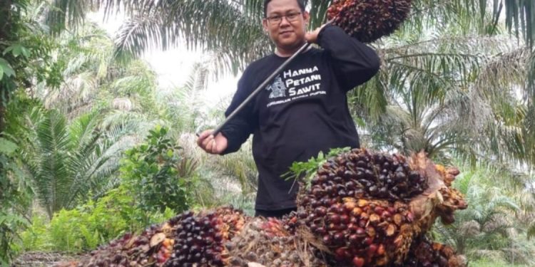 Harga TBS Kelapa Sawit di Riau Naik pada Pekan Ketiga Juni 2026