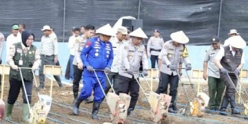 Polri Dorong Ketahanan Pangan, Wakapolda Sumsel Tinjau Kebun Jagung di Lubuk Linggau