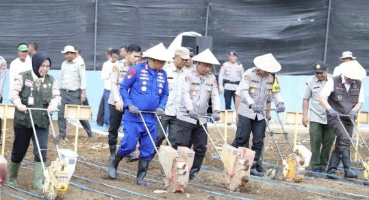 Polri Dorong Ketahanan Pangan, Wakapolda Sumsel Tinjau Kebun Jagung di Lubuk Linggau