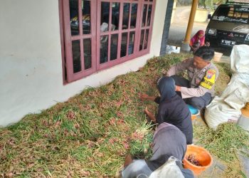 Polsek Rubaru Dukung Ketahanan Pangan Lewat Panen Bawang Merah
