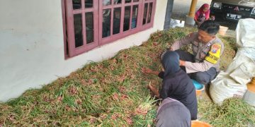 Polsek Rubaru Dukung Ketahanan Pangan Lewat Panen Bawang Merah