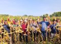 Panen Raya Jagung di Sukoharjo Capai 6,3 Ton per Hektare