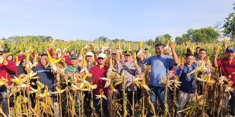 Panen Raya Jagung di Sukoharjo Capai 6,3 Ton per Hektare