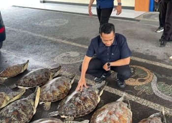Polda Bali Gagalkan Perdagangan Ilegal 21 Penyu Hijau di Buleleng