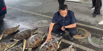 Polda Bali Gagalkan Perdagangan Ilegal 21 Penyu Hijau di Buleleng