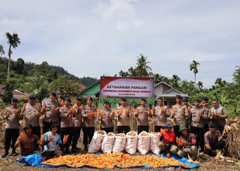 Satbrimob Polda Sumbar Panen Jagung Dukung Ketahanan Pangan Nasional