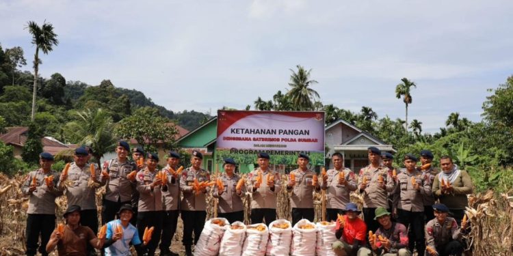 Satbrimob Polda Sumbar Panen Jagung Dukung Ketahanan Pangan Nasional