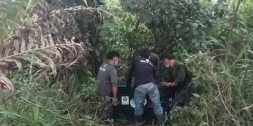 BKSDA Aceh Selamatkan Orang Utan Terisolir di Aceh Tamiang