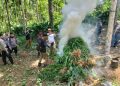 Bea Cukai Aceh dan Aparat Gabungan Musnahkan Ribuan Batang Ganja di Aceh Utara