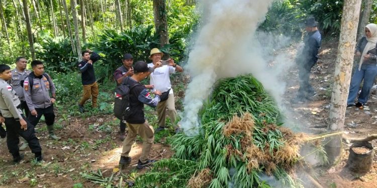 Bea Cukai Aceh dan Aparat Gabungan Musnahkan Ribuan Batang Ganja di Aceh Utara