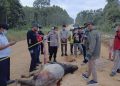 Tapir Langka Tewas di Dekat Tesso Nilo, BBKSDA Riau Beri Peringatan