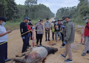 Tapir Langka Tewas di Dekat Tesso Nilo, BBKSDA Riau Beri Peringatan