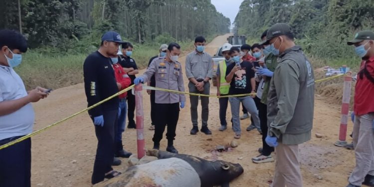 Tapir Langka Tewas di Dekat Tesso Nilo, BBKSDA Riau Beri Peringatan