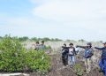 Restorasi Mangrove di Bengkalis Capai 50 Persen, Harapan Pesisir Meningkat