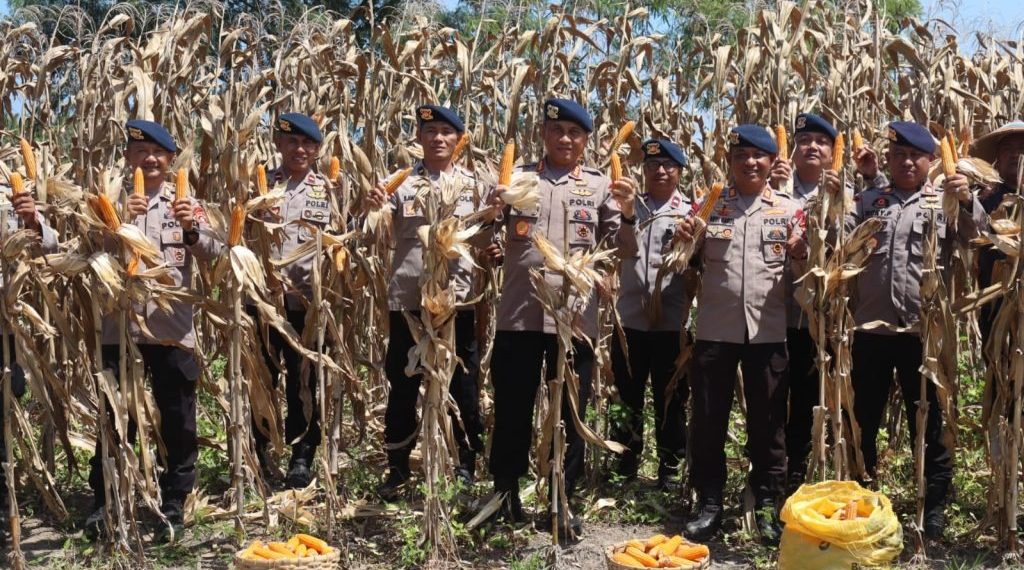 Brimob Polda Gorontalo Panen 5 Ton Jagung, Dukung Ketahanan Pangan