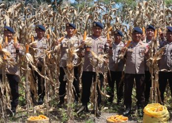 Brimob Polda Gorontalo Panen 5 Ton Jagung, Dukung Ketahanan Pangan